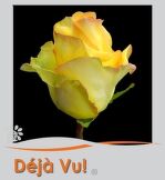 Dejavu 50 см.