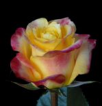 hot merengue